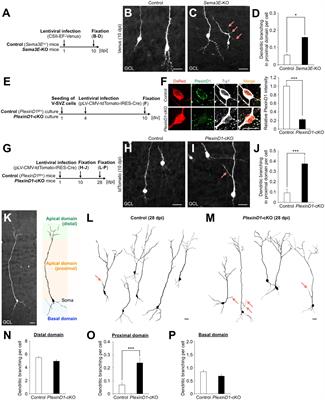 PlexinD1 signaling controls domain-specific dendritic development in newborn neurons in the postnatal olfactory bulb